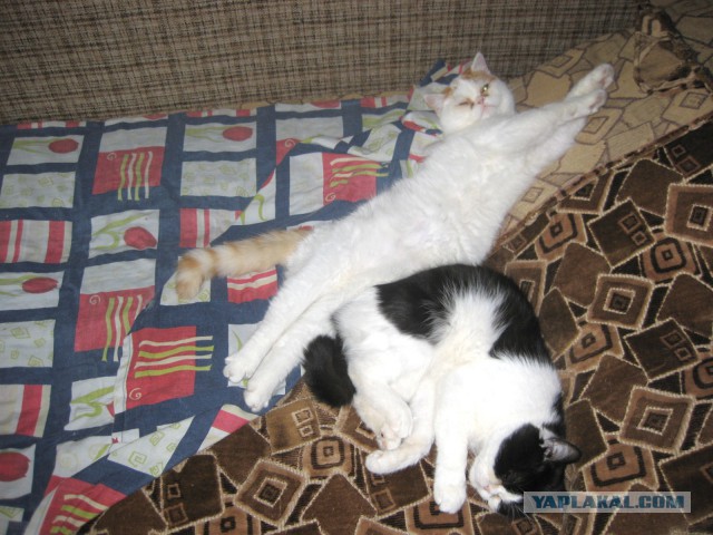 Котовторник 09.06.2015