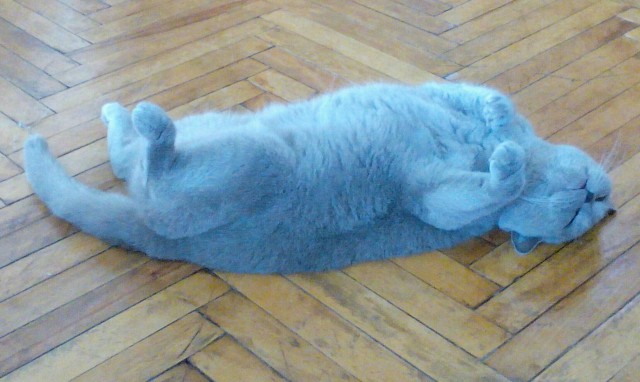 Котовторник 7.07.2015