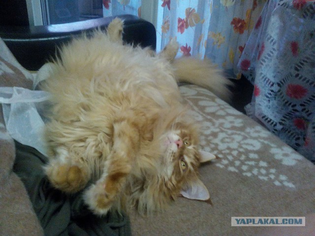 Котовторник  21.07.2015