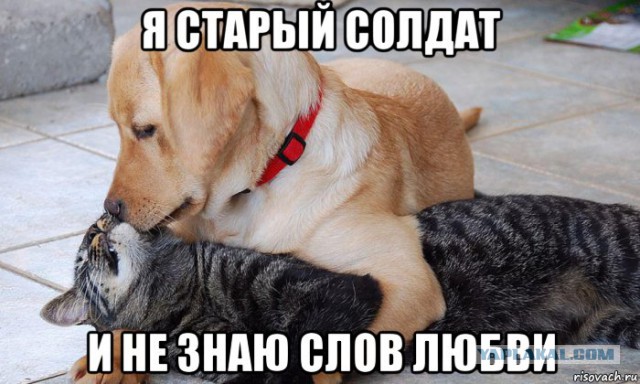 Как кошка с собакой?