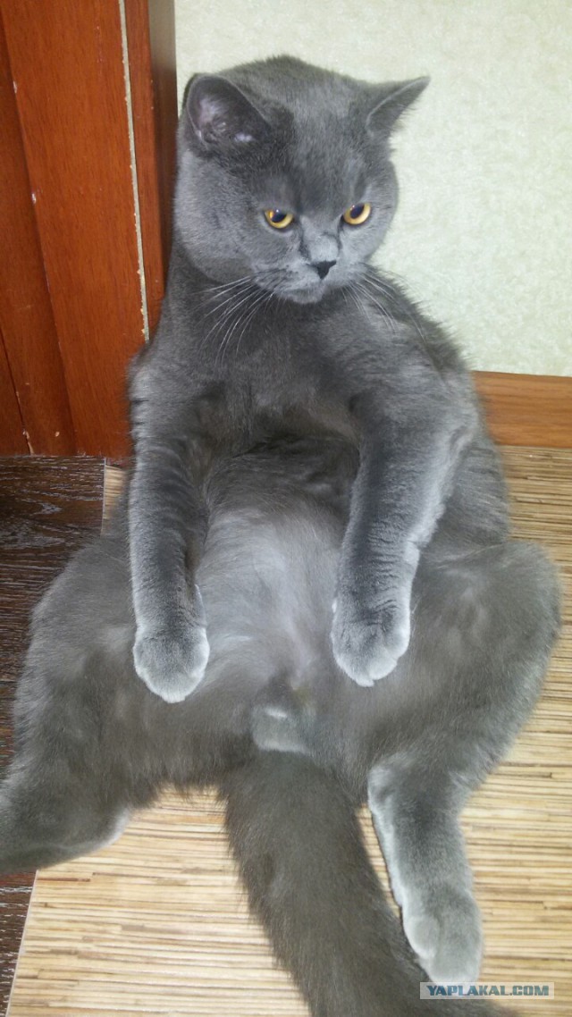 Котовторник 15.03