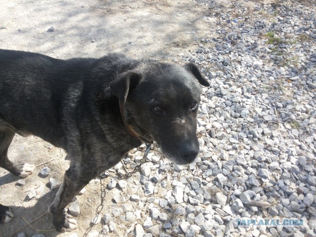 Второе спасение Жопика