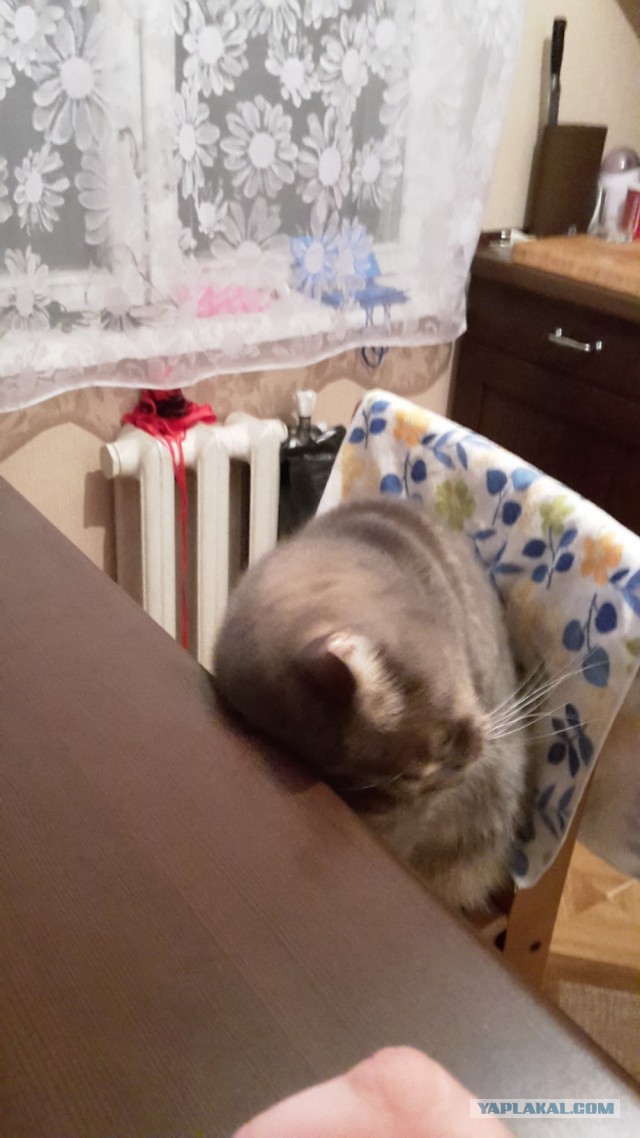 Котовторник 04.10.16