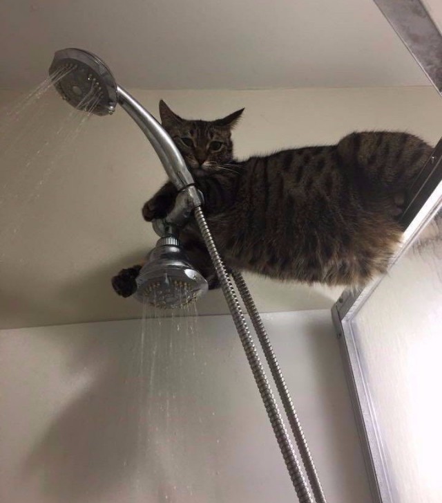 Прикольные животные