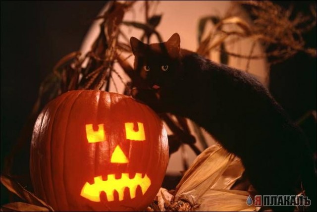 ХЭЛОУИН. Празднуем Halloween
