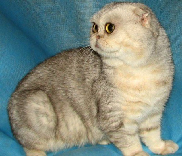 Коты из сети