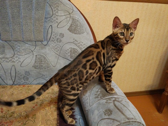 Котовторник 21.02.2017