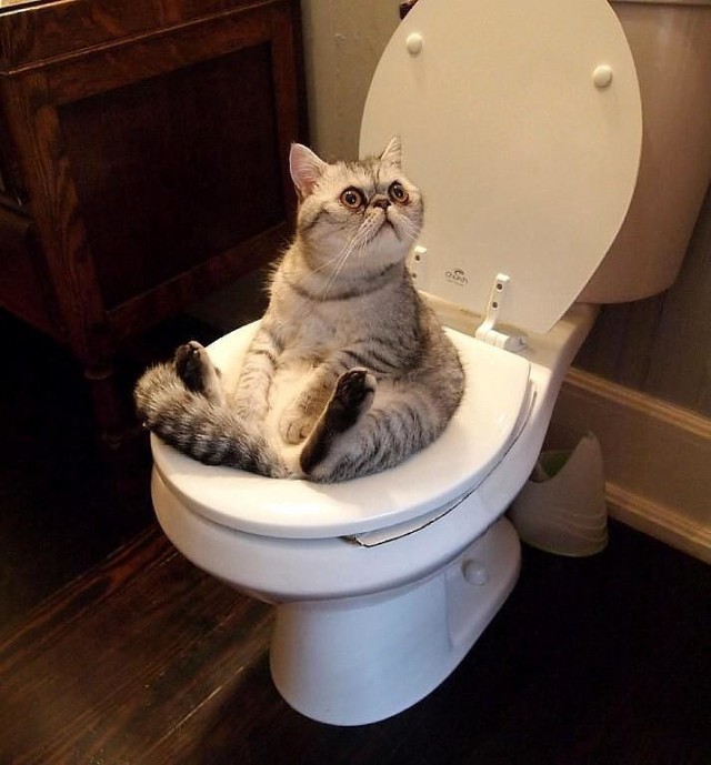 Коты и Кошки