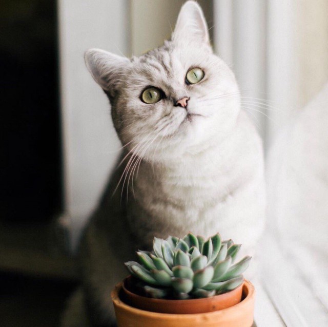 Коты и Кошки