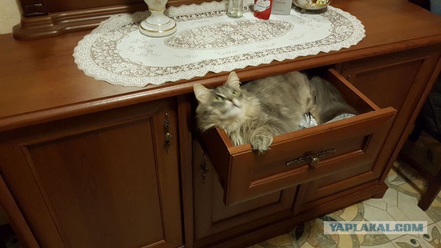 Как отвадить нежеланного гостя ?