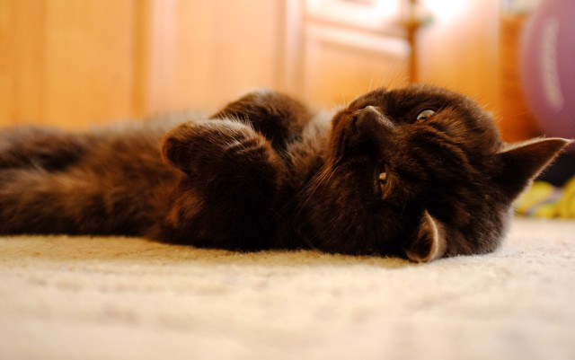 Коты и Кошки