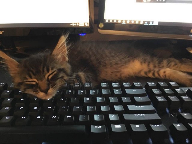 Коты и Кошки