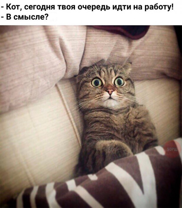 Коты и Кошки