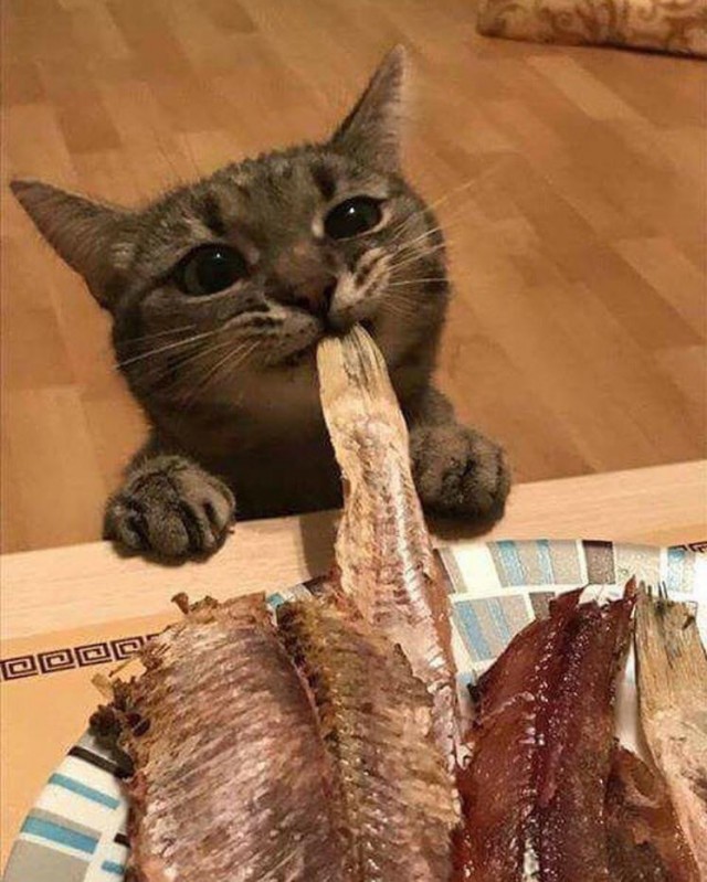 Коты и Кошки
