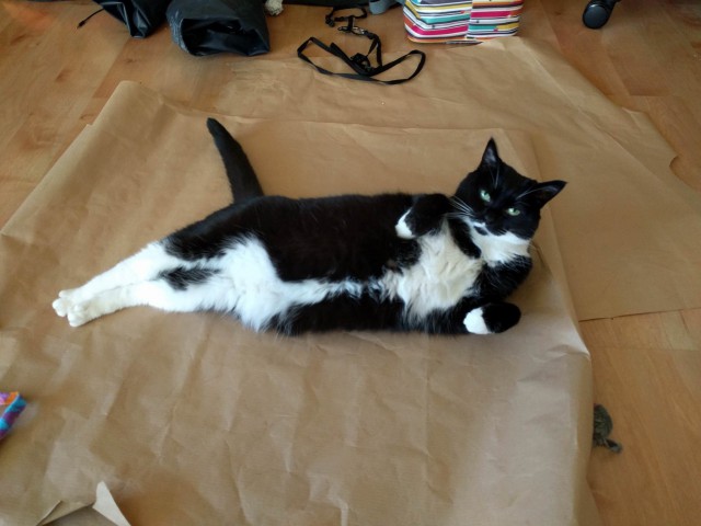 Коты и Кошки