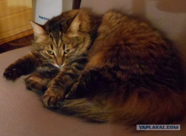 Котовторник 9.01.2018