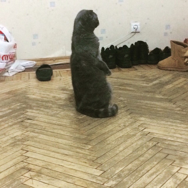 Живность из сети