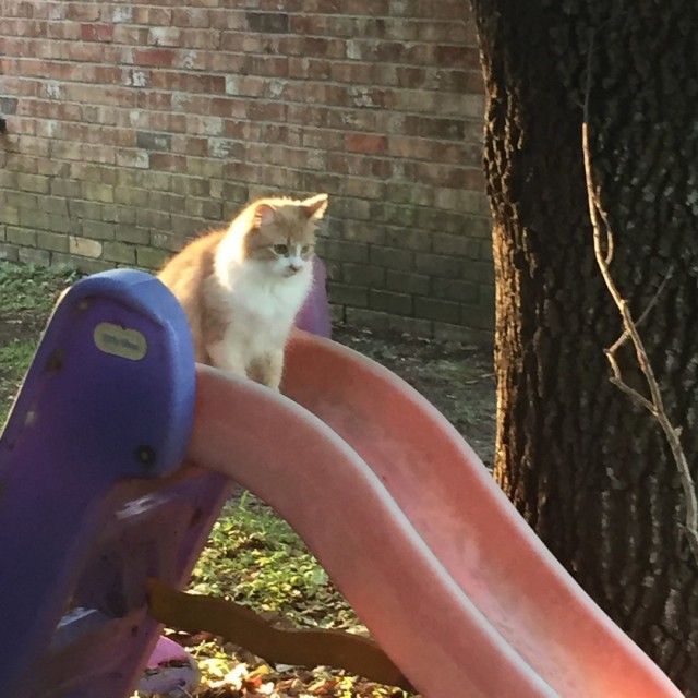 Кот без прикрас