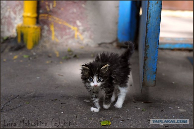 Ура, котовторник! (01.07.2008)