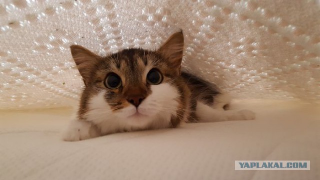 Немного милоты