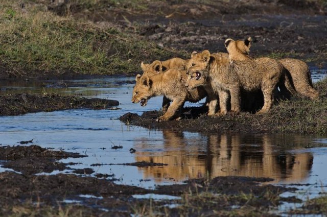 Дикая Африка–остров, где львы охотятся только днем