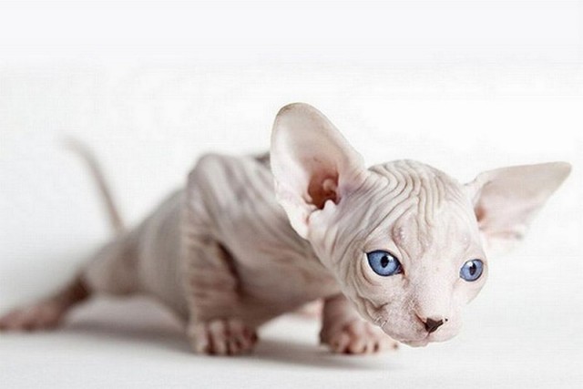 Котовторник!