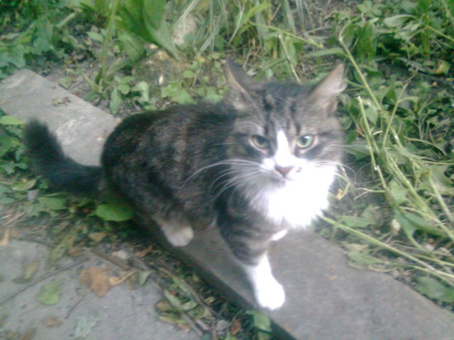 Котовторник  07.06.11