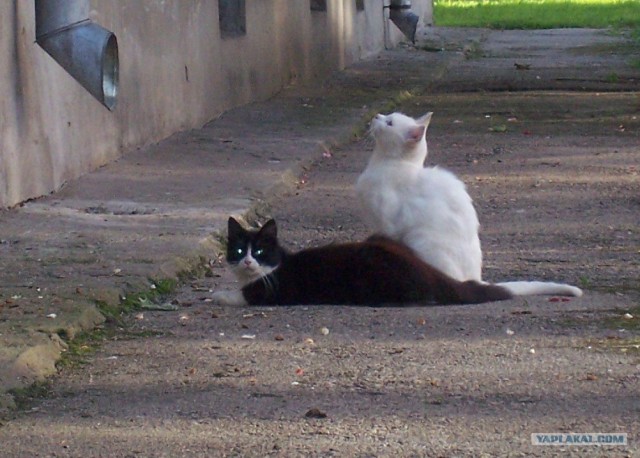 Накорми бездомного кота