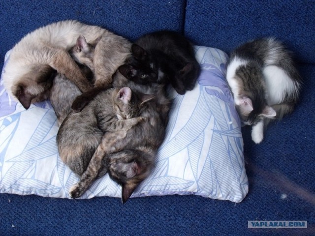Котовторник 20.03.2012
