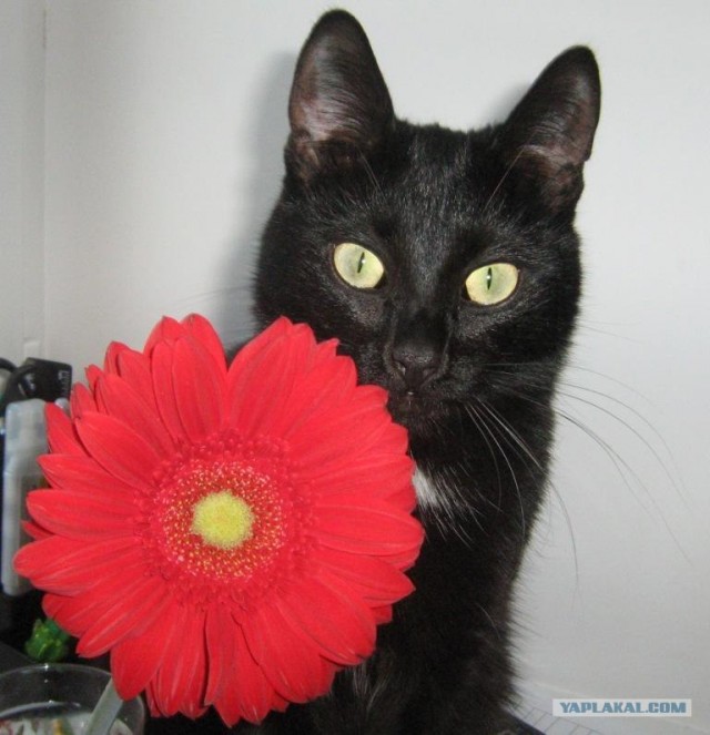 Котовторник 17.04.2012
