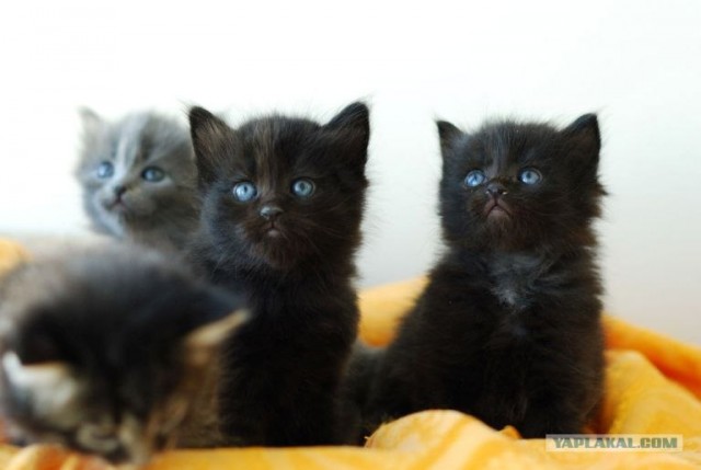 Котовторник  12. 06. 2012