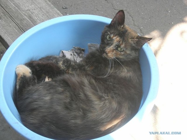Котовторник 10. 07. 2012
