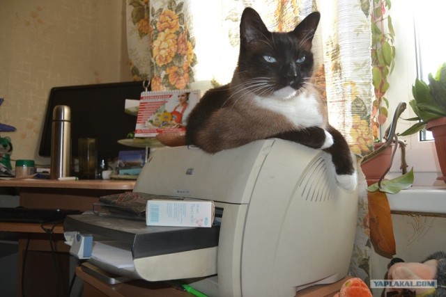 Котовторник 24.07.2012