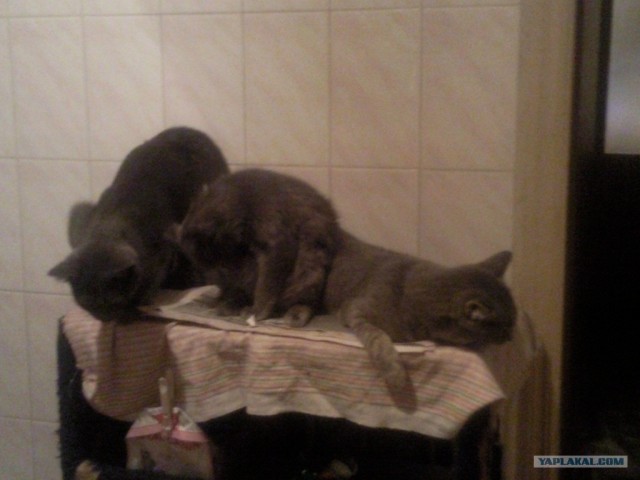 Котовторник  28.08.12