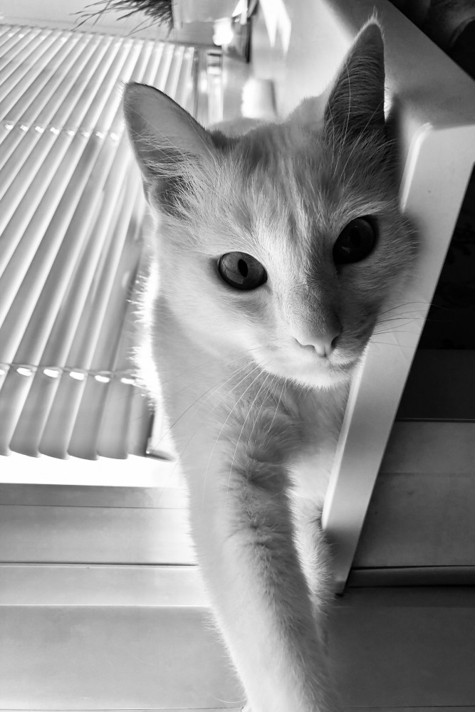 Картинки с котами и про котов