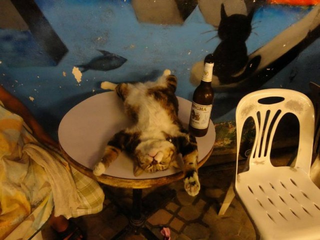 Алкоты