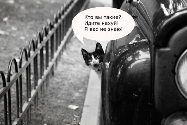 Фотожаба: Кот