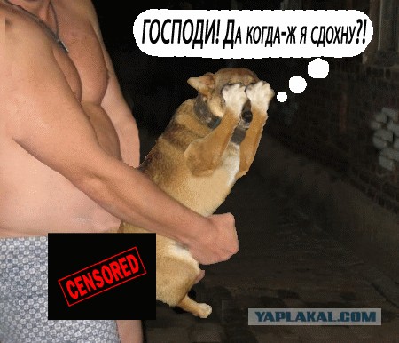 Собака на метле