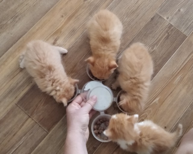 По просьбам в теме ниже. Реальный котовторник!