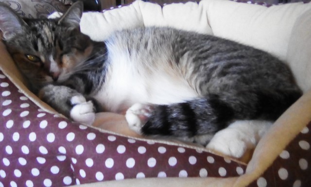 Котовторник!