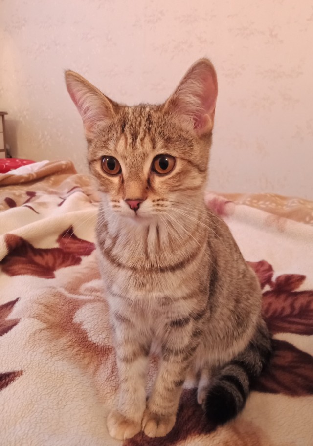 Котовторник же!