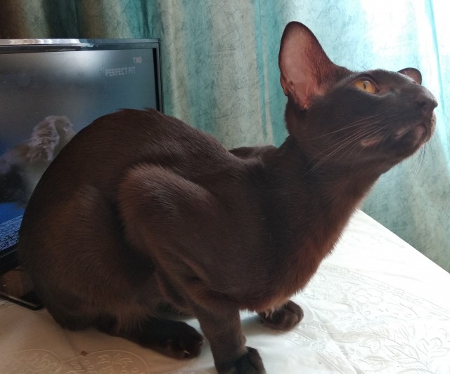 Котовторник же!