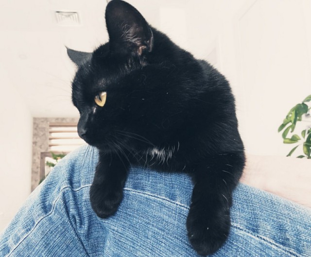 Кошки , кошечки, котяры 14.03.21