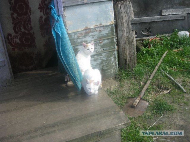 Жизнь домашнего приюта для котеек 340
