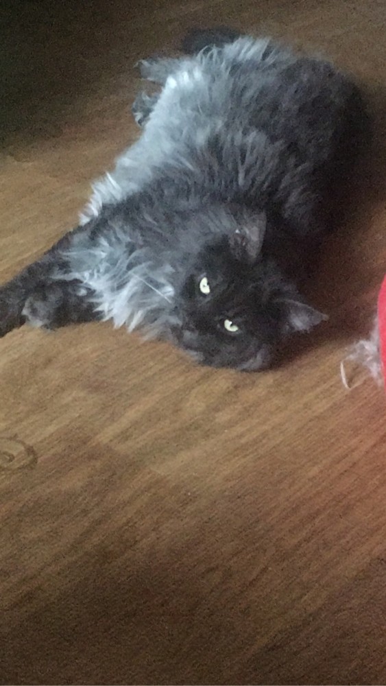 Хоба! Котовторник!
