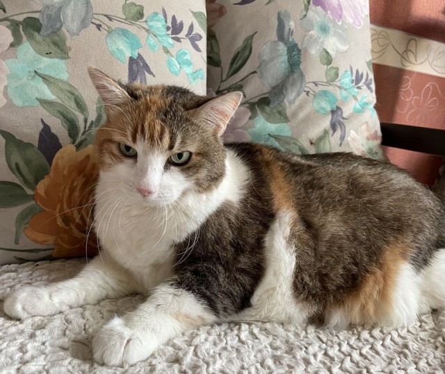 Мои личные котейки к котовторнику!