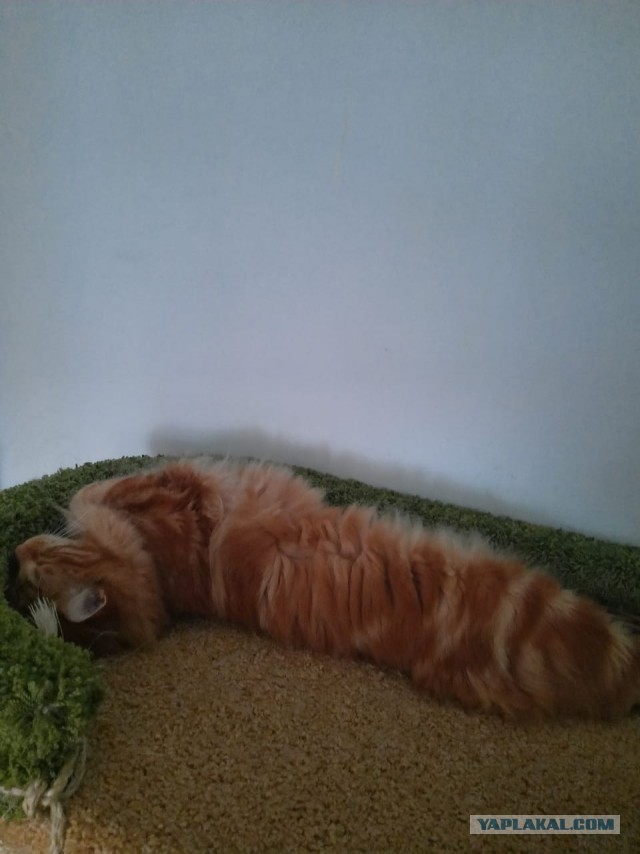 Всемирный день кошек