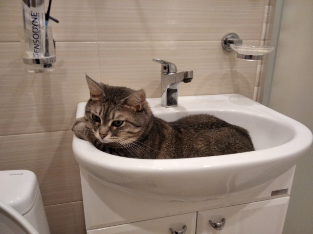 Есть и коты и подешевле...
