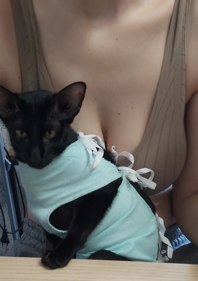 Девушки котовторника