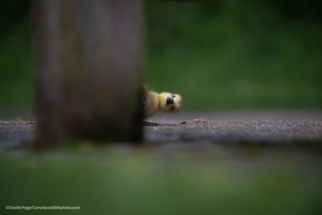 Лучшие фото конкурса Comedy Wildlife Photography Awards 2021